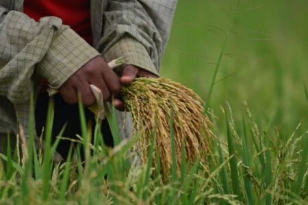 Harga Beras Naik, Pergeseran Musim Panen Menjelang Puasa